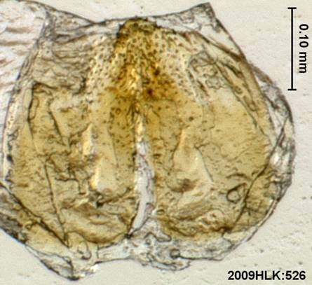 Bleptina minimalis 526 juxta LA