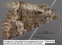 3064 Heteranassa species