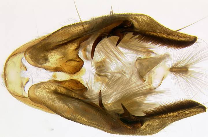capsule ventral HF_2