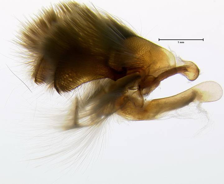 Noctuinae 2396 capsule hairs