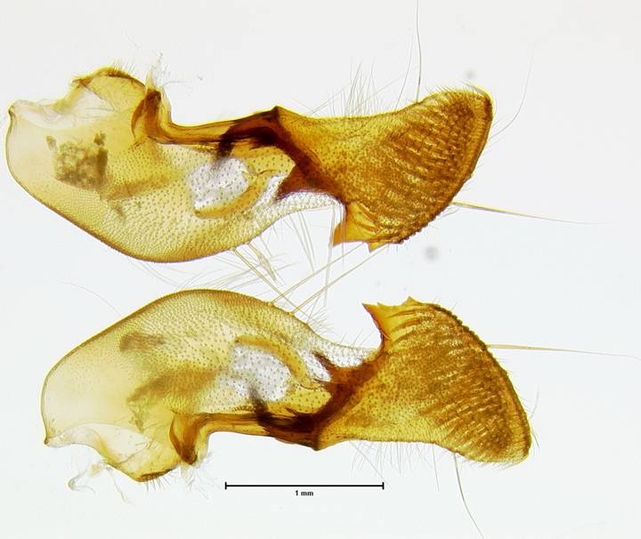 Noctuinae 2396 valvae outer