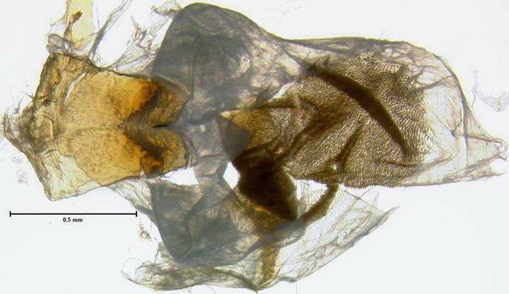 Noctuinae 2396 juxta
