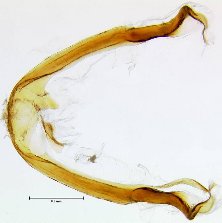 Noctuinae 2396 saccus