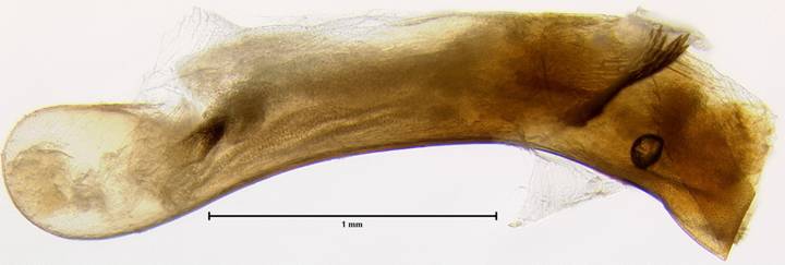 Noctuinae 2396 phallus