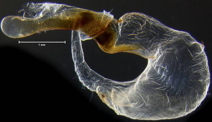 Noctuinae 2396 phallus VE a