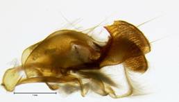 Noctuinae 2396 capsule LL