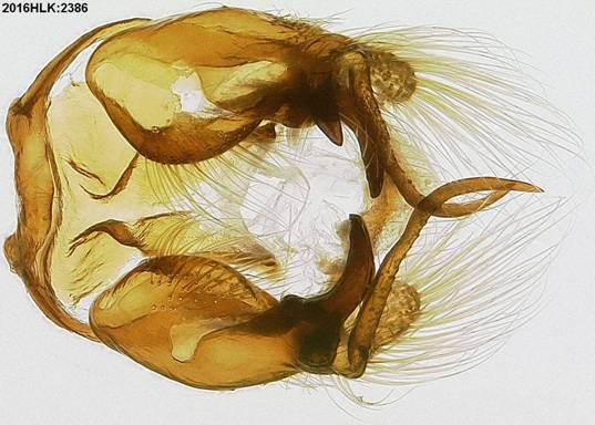 C janais 2386 capsule ventral