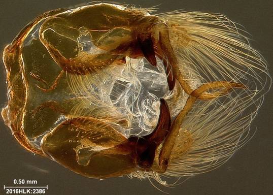 C janais 2386 capsule ventral b