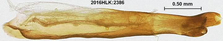 C janais 2386 phallus 1