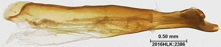 C janais 2386 phallus 2