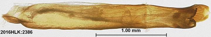 C janais 2386 phallus 3