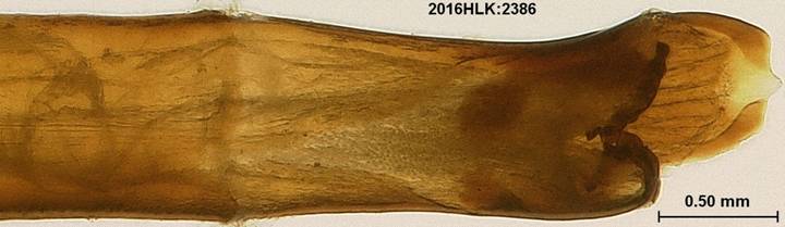 C janais 2386 phallus 3 zoom