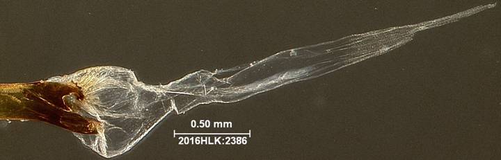 C janais 2386 vesica ld 1