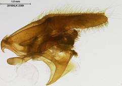 E  juvenalis capsule LL