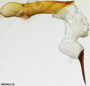 Thorybes pylades 52 phallus VE lu 1