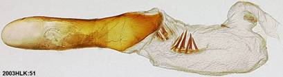 Thorybes confusis 51 phallus VE ab 1