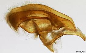 Pyrgus communis capsule LR