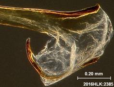 S calanus 2385 vesica lu 1