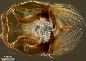 C janais 2386 capsule ventral b