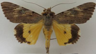 IMG_2774 - Copy