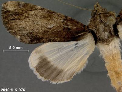 C primulina 976 adult dorsal