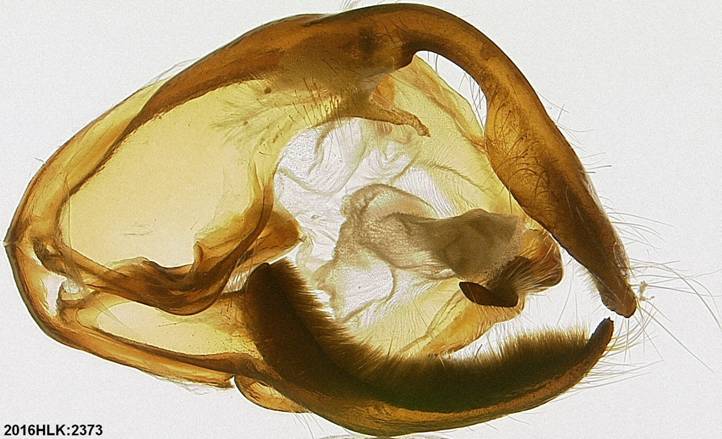 Z strig 2373 capsule ventral