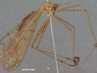 Bittacidae 2307