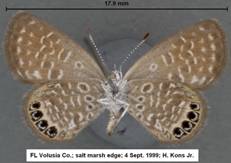 Brephidium 4 Sep 99 ventral - Copy