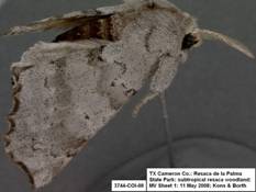 3744 Olceclostera seraphica - Copy
