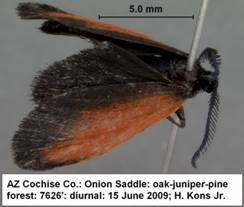 Tetraclonia latercula - Copy