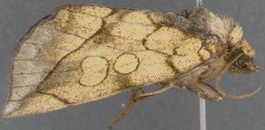 Basilodes pepita 1657 - Copy