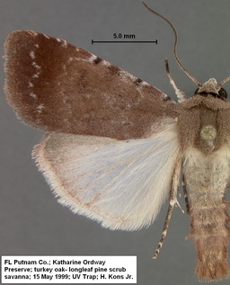 Euagrotis near illapsa 15 May 99 KOP - Copy