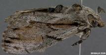 Dasychira dominickaria 2320 2 - Copy