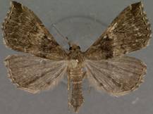 Phylctainia irrigualis 13 MAR 2015 AEI MVT - Copy