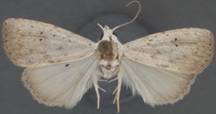 Rivula new species - Copy - Copy