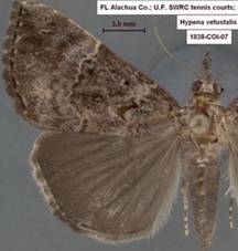 Hypena vetustalis 1838 - Copy - Copy