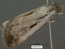 Tathorynchus exsicattus 10459 TX - Copy