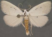 Gabara minoralis 11 Sep 2014 WMP UVT 1 - Copy - Copy