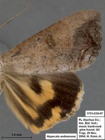 Hypocal andremona 1751 - Copy