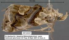1857 Plusiodonta compressipalpis - Copy