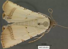 Eulepidotis micca 10457 TX - Copy