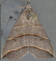Colobochyla interpuncta 1783 - Copy