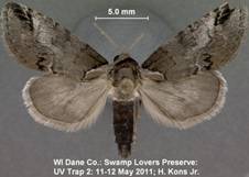 Baileya australis cpx sp 2 11 May 2011 SWL - Copy