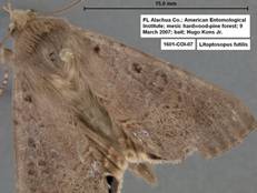 Litoprosopus futilis 1601 - Copy