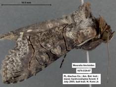 Mouralia tinctoides 1676 - Copy