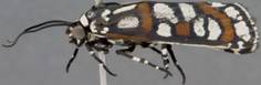 3919 Cydosia aurivitta - Copy