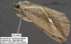 3011 Argillophora furcilla - Copy