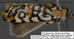 3692 Spragueia guttata - Copy