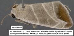 3093 Bagisara praexcelsa - Copy