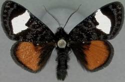 Pstchomorpha euryrhoda 26 Feb 2011 AEI - Copy